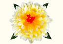 article de magie Fleur Peony à apparition - Dégradé de couleurs (60 cm)