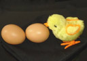 El huevo y el polluelo mágicos