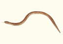Serpiente articulada de madera (70 cm)