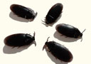 Oferta Flash  : Lote de 5 Cucarachas falsas