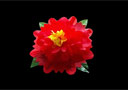 Flor Peony Roja de aparición - 35 cm