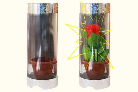 Apparition d'une rose dans un tube