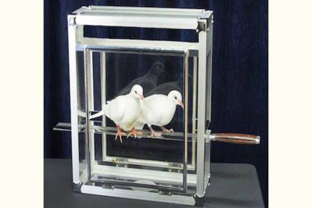 Doves on sword in glassy cube