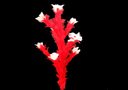 Plumes rouges pour canne