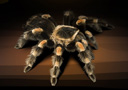 article de magie Piles Tarantula (la paire)