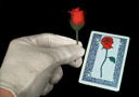 article de magie Le tombeur � la rose
