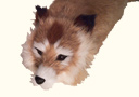Tricky the fox Raccoon + DVD