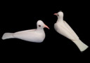 Sponge doves