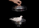 Dove to rabbit pan