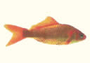 Flash Fish (par 15)