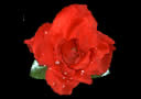 article de magie Rose ins�parable