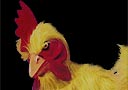 Disfraz de pollo