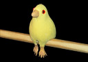 Faux canari en latex