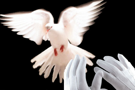 Paloma y guantes blancos