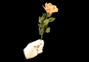article de magie La rose qui fâne