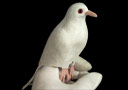 tour de magie : Fausse colombe en latex Pro