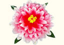 tour de magie : Fleur Peony à apparition - Dégradé de couleurs (30 cm)