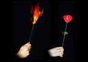 tour de magie : Torch to rose - Plus