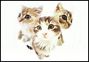 Baraja BICYCLE Gatos