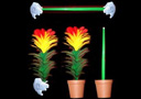 Cane to flower and flower to can in pot