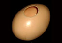 Fake egg (Latex)