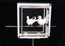 Doves on sword in glassy cube