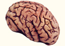 Cerebro humano falso (sangriento)