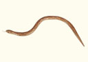 tour de magie : Wood Snakes 70CM