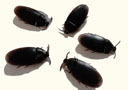 tour de magie : Cockroach Bulk (Pack of 5)