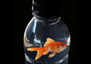 tour de magie : Fish in a Bottle