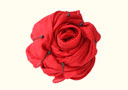 tour de magie : Instant rose to silk