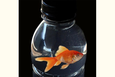 Pescado en la botella (Pro)