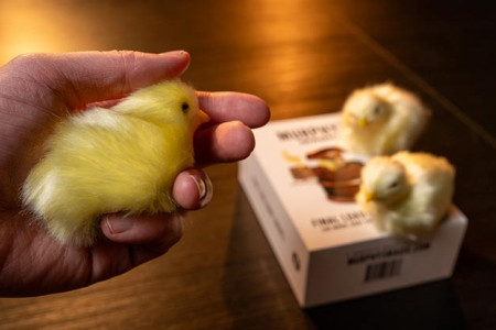 The Final Load (Baby Chicks) The Final Load (Baby Chicks)
