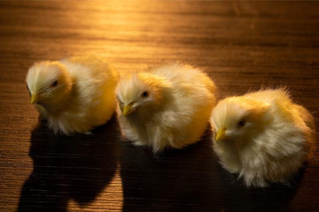 The Final Load (Baby Chicks) The Final Load (Baby Chicks)