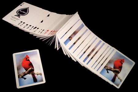 Carte Pla-Mor Perroquet