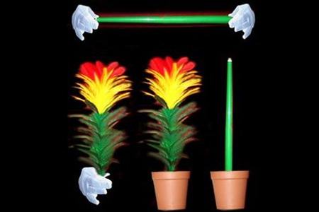 Cane to flower and flower to can in pot - tora-magic