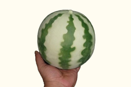 Pastèque en latex
