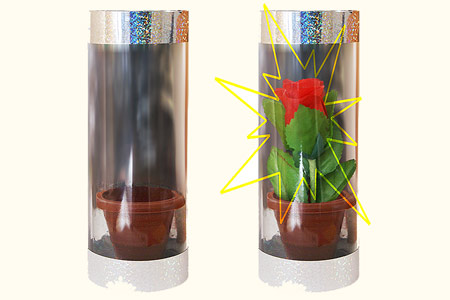 Appearing Rose in Tube