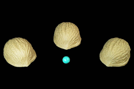 Three Shell Game