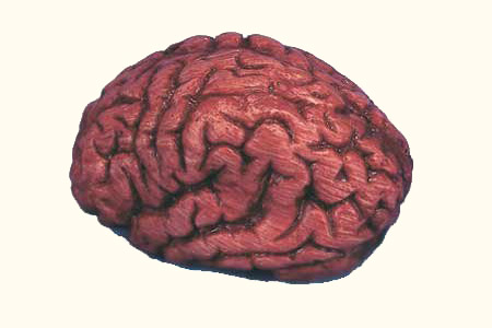 Cerebro humano falso (sangriento)