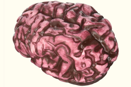 Cerebro humano falso (sangriento)