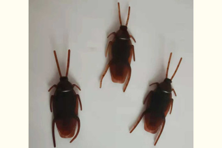 Cockroach