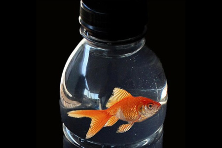 Fish in a Bottle