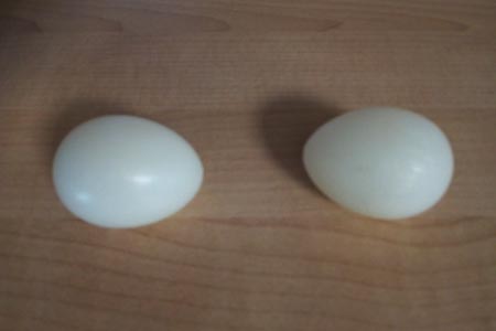 Eggs From Mouth Production