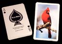 PLA-MOR Deck Parrot Back