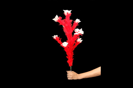 Classic cane plumes folding