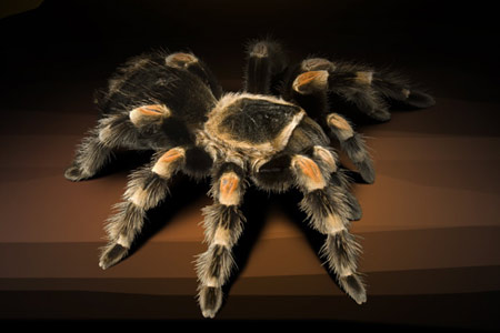 Tarantula's batteries (2 pcs)