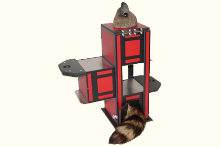 Zig Zag raccoon