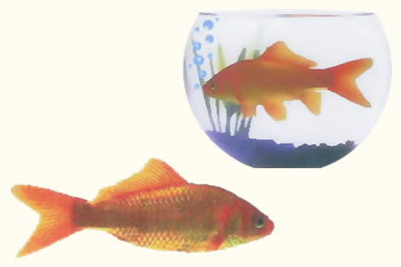 Fish Flash (Pez Flash -15 unidades)