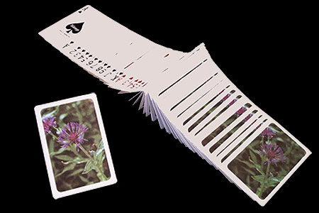 Illustrated TRUMP Deck - Thistle